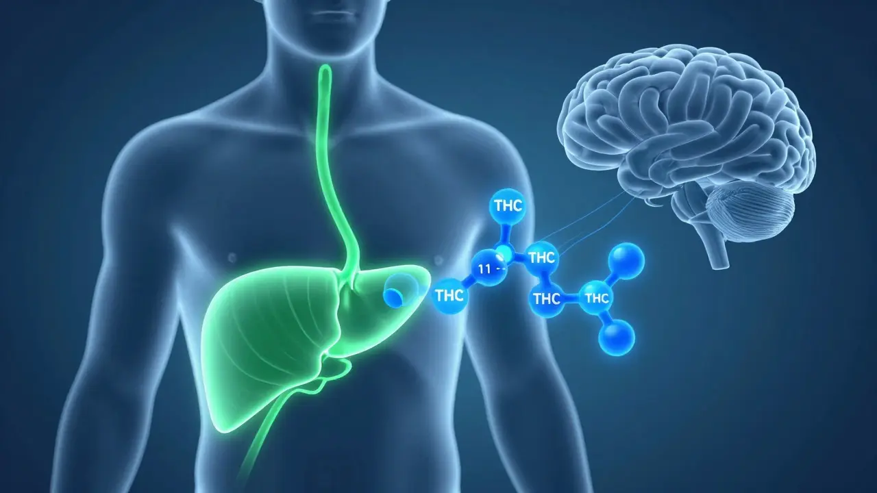 Ilustrace přeměny THC v játrech na silnější metabolit