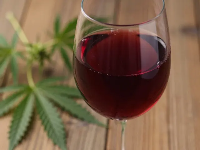 Je CBD škodlivé? Pravda o konopném víně a bezpečnosti konzumace