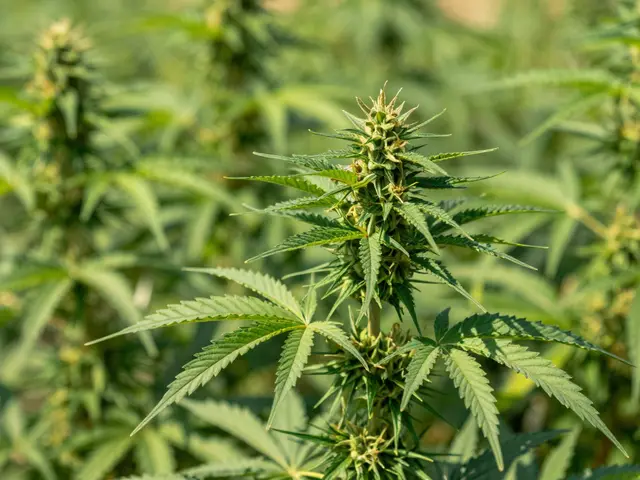 Proč je CBD krém tak drahý? Rozbor cen, kvality a skrytých nákladů